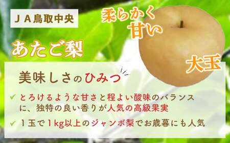 あたご梨 【倉吉産】5kg（JA鳥取中央） 梨 ナシ なし 鳥取 果物 フルーツ 和梨 先行予約 数量限定 詰め合わせ 人気 甘い 大玉 今が旬 あたご梨