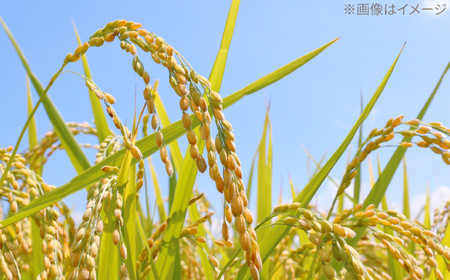 【先行予約】 無洗米 地産地消米 約5kg×2 合計約10kg 〈2025年8月中旬〜発送〉 【高知食糧株式会社】 高知県 高知市 無洗米 精米 お米 白米 ブレンド米[ATBL003]