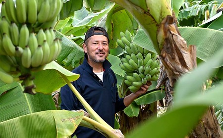 バナナ【2026年発送】本部町産アップルバナナ　3kg以上  フルーツ 