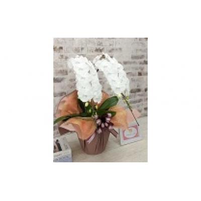 ふるさと納税 山口市 【全国洋ラン品評会受賞品種】ミディ系ホワイト胡蝶蘭『リトルシルキー』*2本立* C099 |  | 01