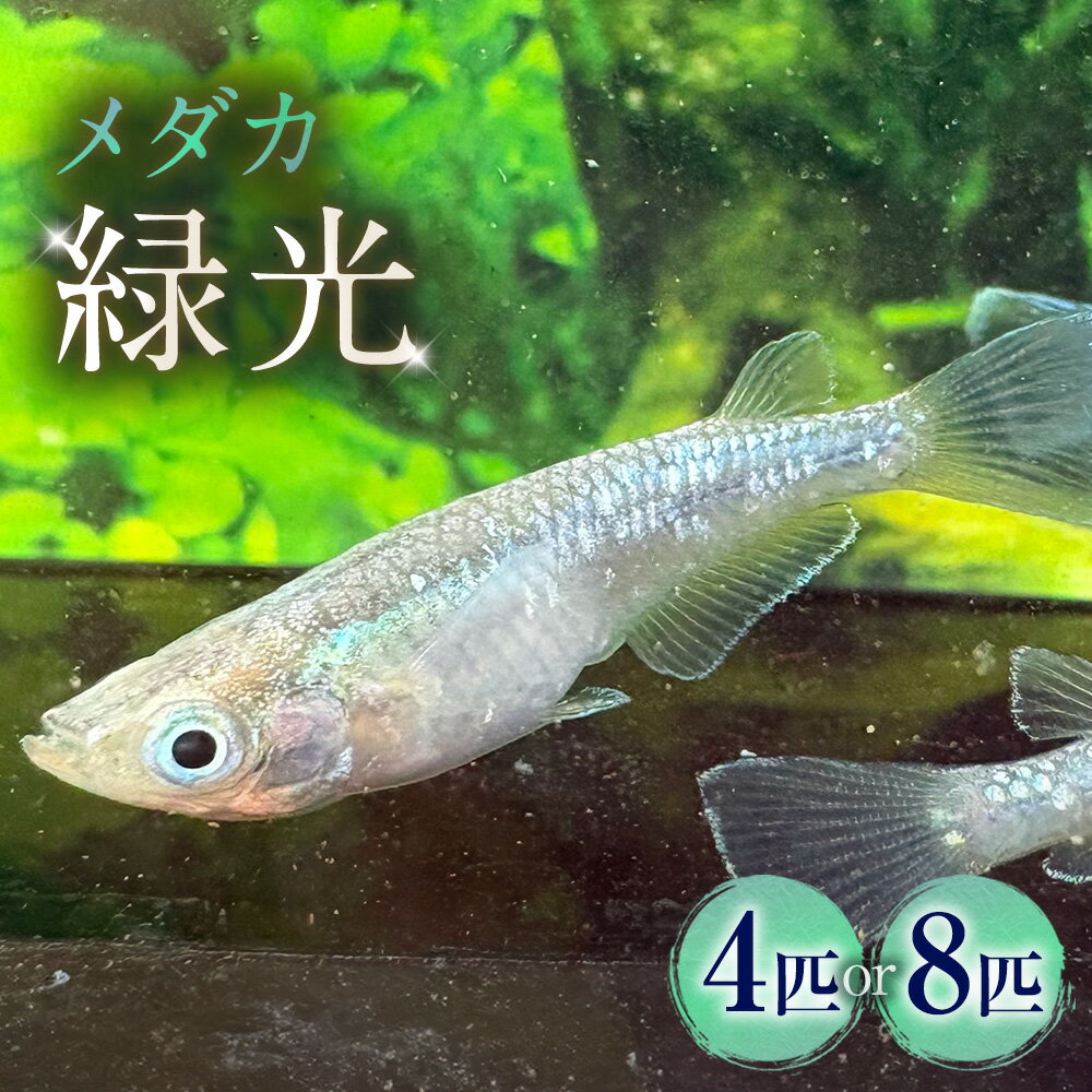 【ふるさと納税】＜選べる匹数＞メダカ【緑光】 2ペア 4匹 / 4ペア 8匹 生体 メダカ めだか 観賞魚 さかな 魚 飼育 ペット 山梨県 中央市 送料無料