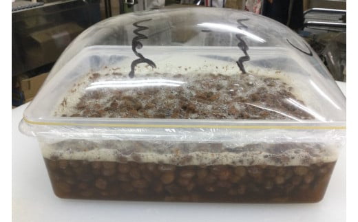 BB003-1　シンプルパンのスペルト・カンパーニュ