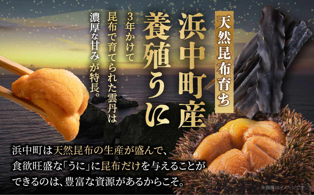≪浜中養殖≫蝦夷バフンウニ(300g)折箱入り　300g×一折り_H0038-106