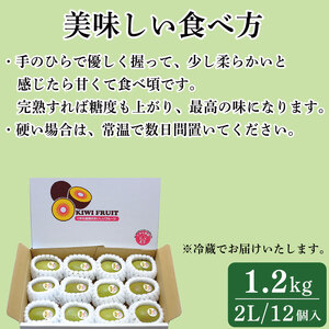 キウイフルーツ 1.2kg 紅妃 2026年10月上旬～ キウイ キウイ