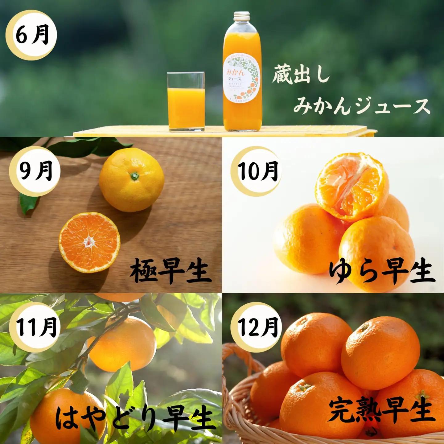 【10回定期便】みかん 旬の柑橘 ミカン 蜜柑 柑橘 柑橘定期便 かんきつ 和歌山県 海南市