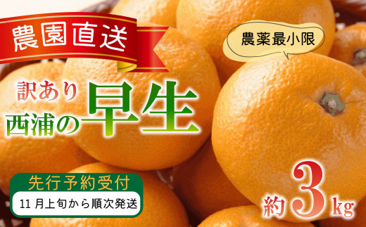 訳あり みかん 早生 3kg 木負観光みかん園 ミカン オレンジ 蜜柑 柑橘 フルーツ 旬 果物 国産 産地直送 季節限定 西浦 沼津市 静岡県