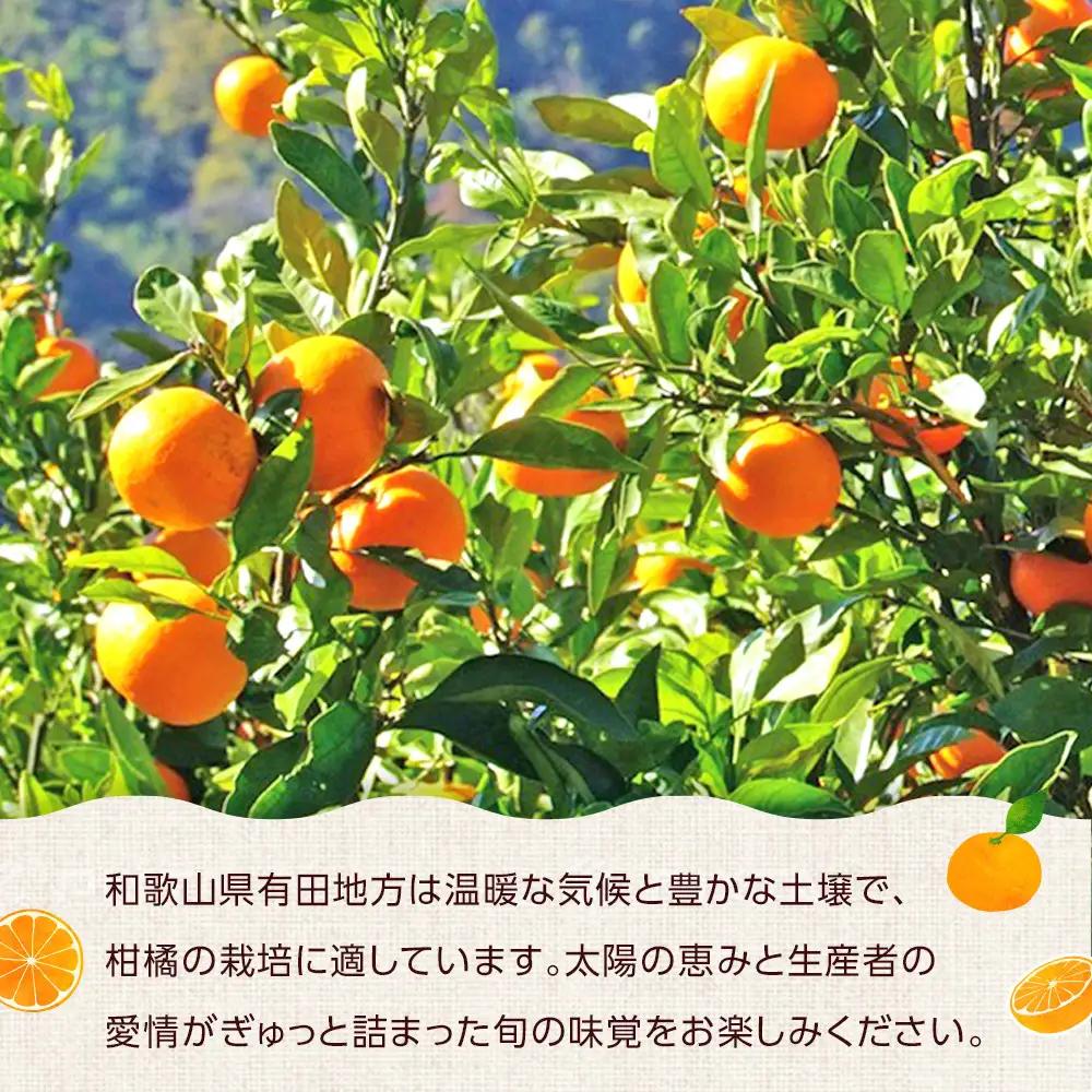 みかん ご家庭用 有田みかん 約2kg 2S～Lサイズ 混合
