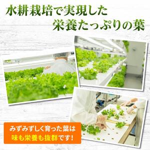【レタス定期便　毎月お届け12ヵ月】レタス 6個 水耕栽培 河内長野産 フリルレタス 種類 栽培 菜 茎 レタス サラダ 副菜 おつまみ フレアベル レタス フリルアイス レタス セット 無農薬 栄養