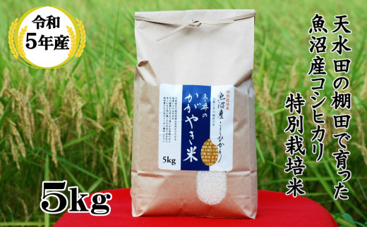 r05-14-1 令和5年産 特別栽培米 魚沼産こしひかり5kg「冬井のかがやき米」 白米 魚沼 米 アスカ冬井