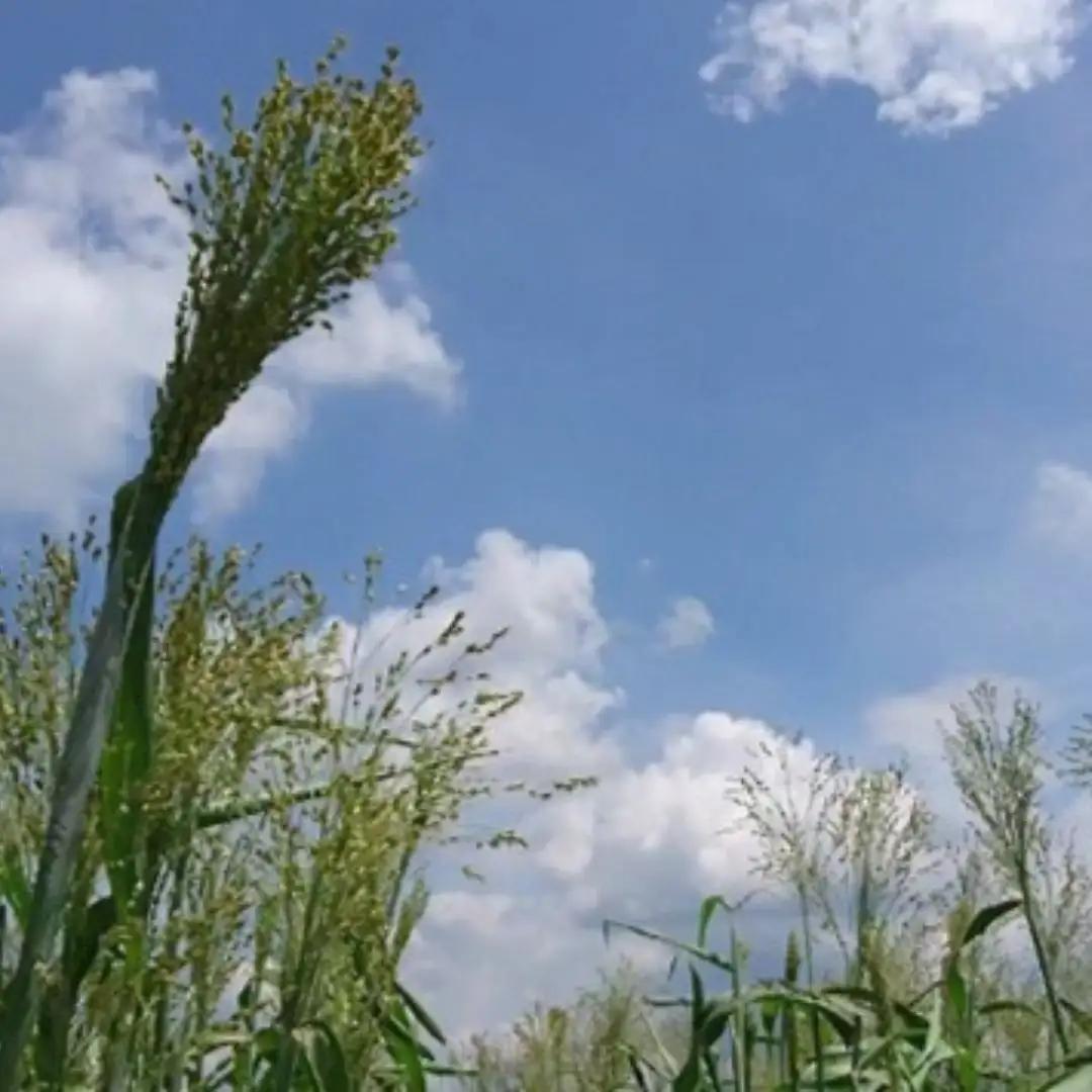 種から栽培した国産ホウキモロコシで手作りした「大和箒」ほうき ホウキ 箒 手作り 国産 新潟県 阿賀野市 2Y01027