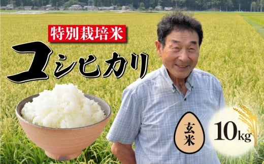 【玄米】 特別栽培米 コシヒカリ 10kg 新潟 米 令和7年産 玄米 翌月配送 新潟県 こめ ご飯 ごはん おいしい こしひかり 新発田 新発田産 新潟産 朝食 昼食 夕飯 炊きたて success006_2025
