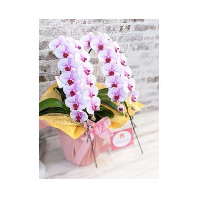 ふるさと納税 山口市 【農林水産大臣賞受賞品種】ミディ系ピンク胡蝶蘭!『乙姫(おとひめ)』2本立 C017 |  | 02