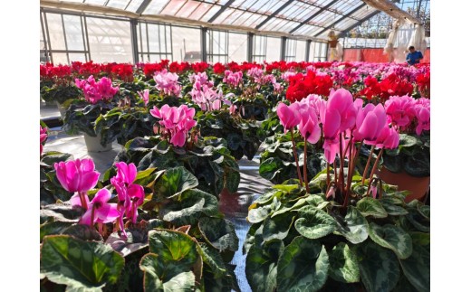 大倉花園の秦野の花　シクラメン（7号）｜しくらめん クリスマス 花 ギフト プレゼント 鉢植 贈答 花ギフト 鉢花 秦野市 神奈川