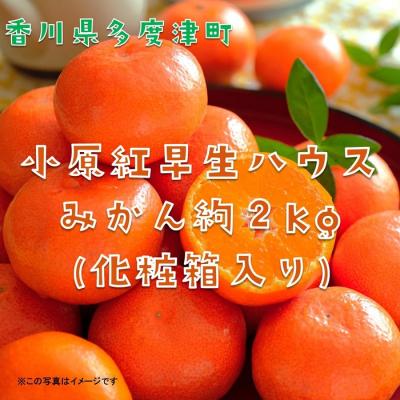 ふるさと納税 多度津町 『小原紅早生ハウスみかん』約2kg【令和8年6月下旬より発送!】【B-26】