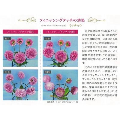 ふるさと納税 川西町 ダリア切花　大輪〜超巨大輪(約24cm〜30cm前後)5〜10本　8月下旬〜11月上旬出荷予定 |  | 01
