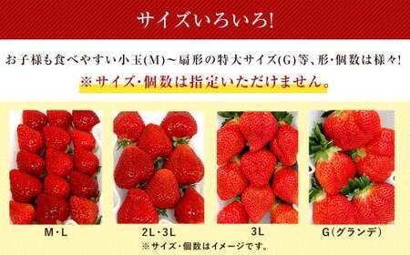 【3回定期便】 うるう農園のあまおう サイズ色々6パック （計約1710g） 【2027年2月上旬～4月下旬発送予定】 あまおう いちご 苺 果物 フルーツ 定期便 冷蔵 福岡県 太宰府