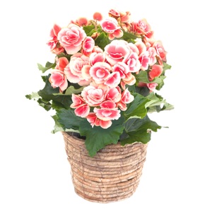 【先行予約】 母の日に！ リーガス ベゴニア ボリアス 5号 2026年5月から順次発送 オンライン決済限定 花 花