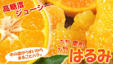 はるみ 約3kg/サイズおまかせ　※2025年1月下旬～3月中旬頃に順次発送予定(お届け日指定不可)　紀伊国屋文左衛門本舗　【sutb461B】