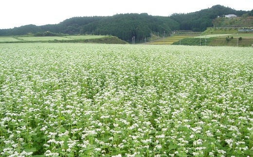 【のどごし格別】笠そば　乾麺詰合わせ(小)_イメージ3