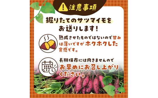 【訳あり】洗いさつまいも(無選別) 10kg 茨城県ひたちなか市産  |  訳あり 採れたて 新物 シルクスイート しるくすいーと・SS～Lサイズ混合 さつまいも 茨城県 サツマイモ 生芋 ほくほく 
