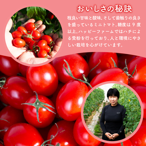 ハッピートマト3kg 先行予約【ミニトマト】