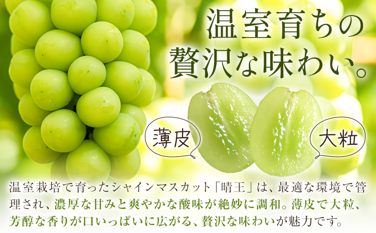 【2026年発送先行予約】シャインマスカット 温室 晴王 2房(合計約1.2kg) 4回お届け シャイン マスカット《2026年7月中旬-10月中旬頃出荷》晴レ乃青果　(岡山中央卸売市場店(富士紙工 