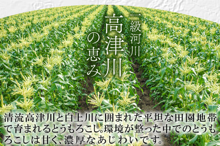 B-1008 ［秋作］朝採れとうもろこし　15本