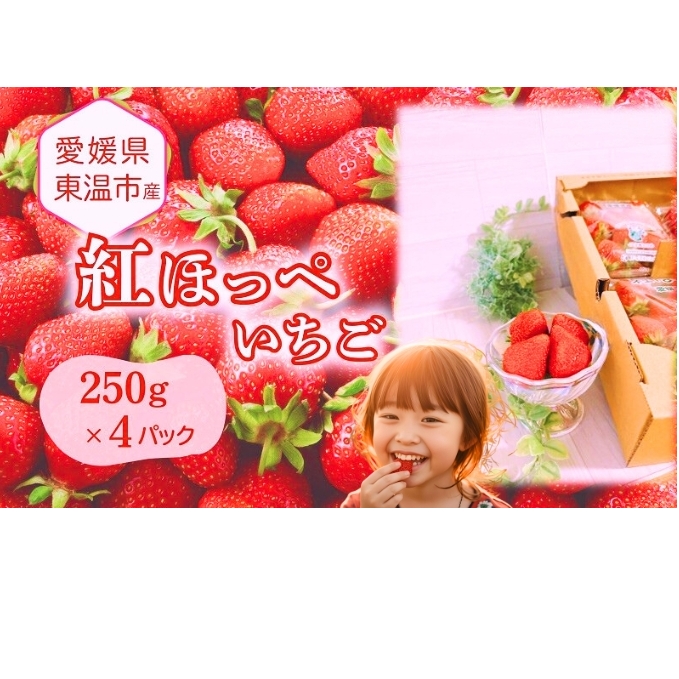 愛媛県東温市産いちご【紅ほっぺ 】お徳用 サイズおまかせ 250g×4パック【甘い フルーツ ケーキ 旬 品種  イチゴ 苺】