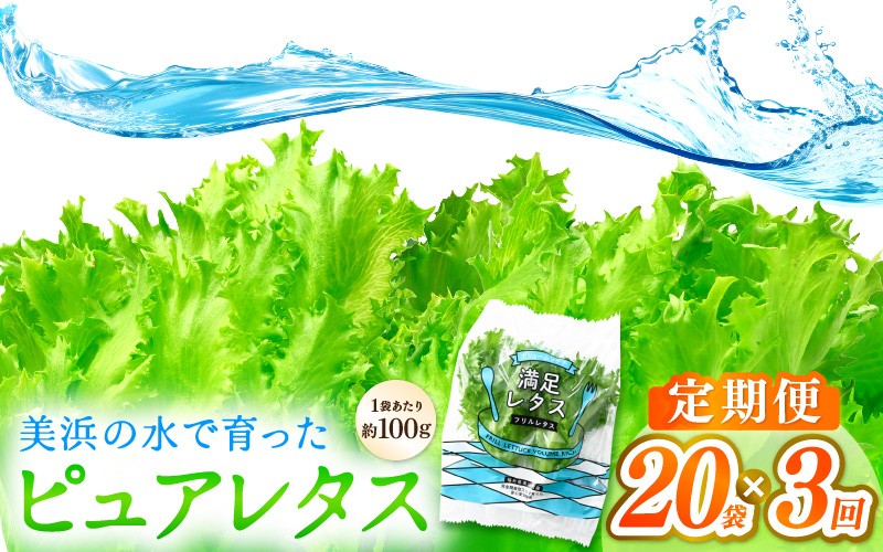 
                  定期便 ≪3ヶ月連続お届け≫ 美浜の水で育ったピュアレタス　フリルレタス 20袋【栽培期間中 農薬不使用 野菜 生野菜 レタス グリーンリーフ サラダ サンドイッチ お弁当 水耕栽培 洗わず食べられる 時短 付け合わせ ダイエット ヘルシー】[m40-d004]
                