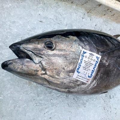 ふるさと納税 白浜町 【近大マグロの身を贅沢に使用】近大マグロメンチカツ　約70g×12個(冷凍) |  | 03