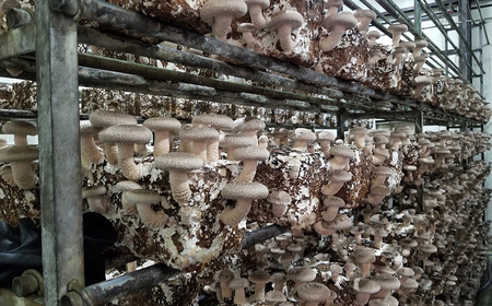 No.467 訳ありでも美味しい！自然の恵み生椎茸720g