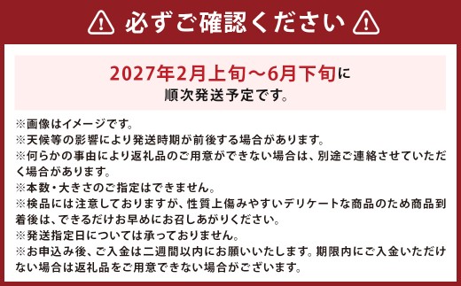 紅はるか 約5kg さつまいも サツマイモ 野菜 いも【2027年2月上旬～6月下旬発送予定】