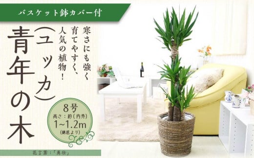 【観葉植物】青年の木（ユッカ） 8号 ブラウンバスケット鉢カバー 土の表面：ウッドチップ ｜観葉植物 インテリア 部屋 おしゃれ 福岡県筑前町 送料無料