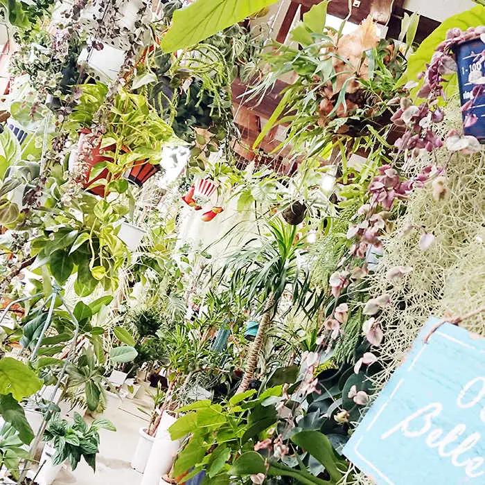 葉模様が独特で美しい 『カラテア・ランシフォリア (インシグニス)』 糸島市 / cocoha 観葉植物 グリーン 緑 インテリア [AWB037]