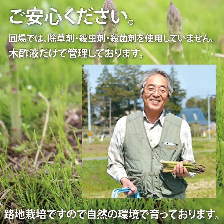 令和8年産 フルーツ アスパラ 1.2kg CS002 アスパラガス
