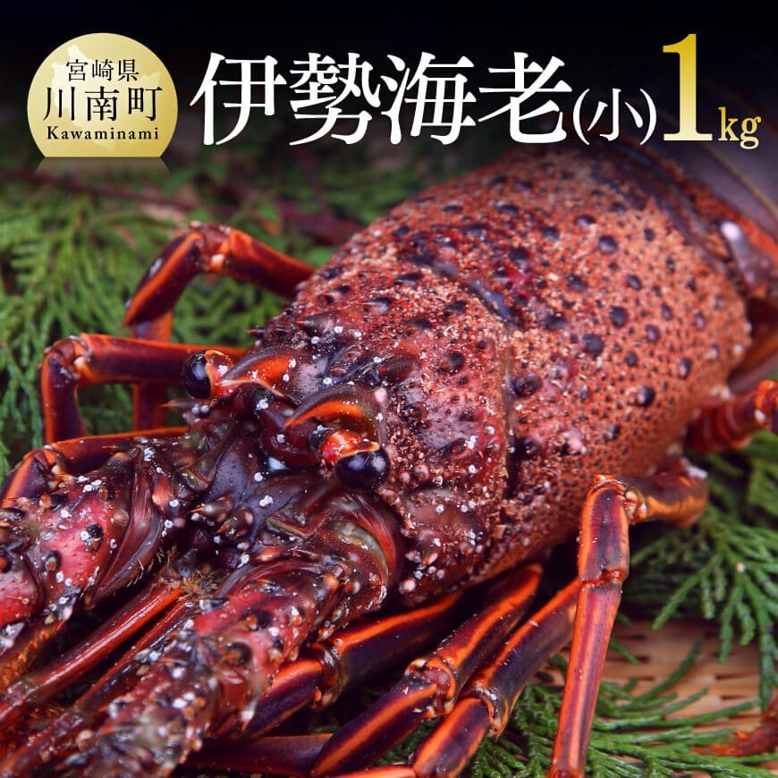 担当者厳選！ 伊勢海老(小)1.0kg（5～9尾）　伊勢えび 伊勢海老 [C04401]