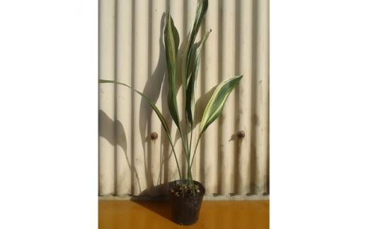 鮮やかな白斑が目を引く、綺麗な縞葉蘭 (庭木・果樹)