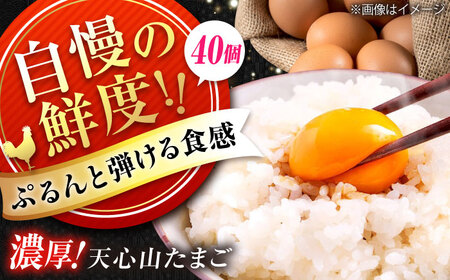 たまご 天心山卵 40個 [BABW014]たまご