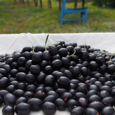 ふるさと納税 小豆島町 【奇跡の雫】小豆島産オーガニックオリーブスキンケアオイル 30mL |  | 02