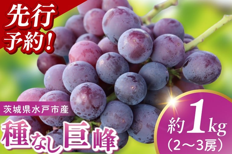 
                  【2026年9月上旬より順次発送】【数量限定】種なし巨峰 約1キロ（2～3房）【巨峰 ブドウ ぶどう フルーツ 果物 くだもの 濃厚 種なし 水戸市 茨城県】（MA-2）
                