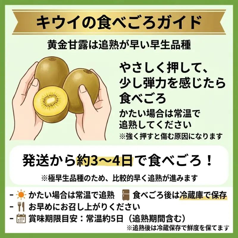 【キウイ】 黄金甘露 2L玉 約2.2kg 山口県 阿武町産 希少品種 早生 とろける甘さ 数量限定《2026年9月中旬～10月中旬発送》