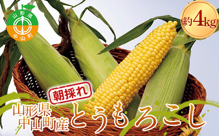  《2025年 先行予約》 山形県 中山町産 とうもろこし（スイートコーン） 約4kg（9～12本） 【青柳農園】 トウモロコシ 野菜 やさい F4A-0408