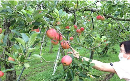 りんご（ サンふじ ）約5kg 12月より発送開始 くろいわ産直 フジ さんふじ 贈答 お歳暮 ギフト 冬の贈り物 プレゼント 厳選 甘い 果汁たっぷり リンゴ 林檎 岩手県 北上市 E0310 国産