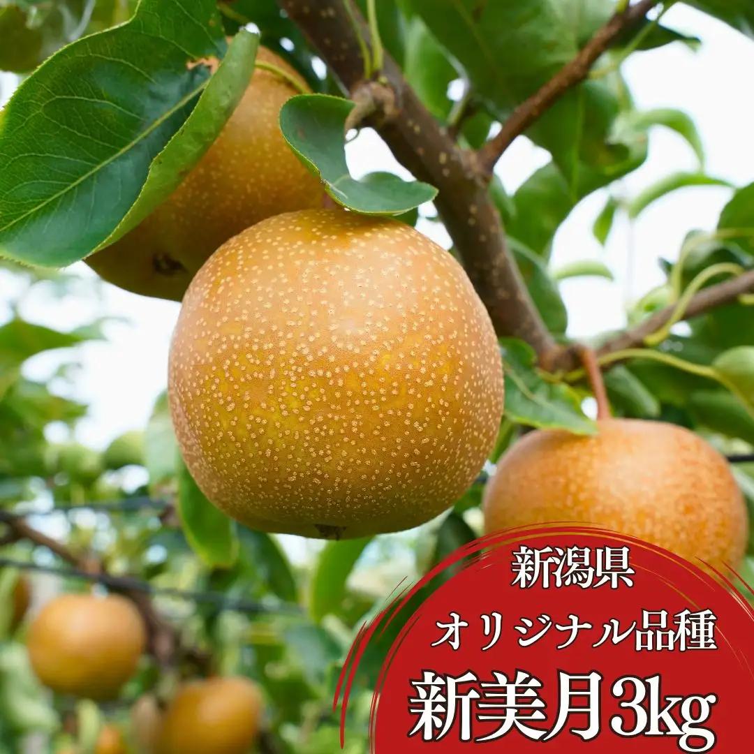 先行予約 新美月梨 約3kg(6~10個)  新潟県オリジナル品種 三条市 小野里果樹園