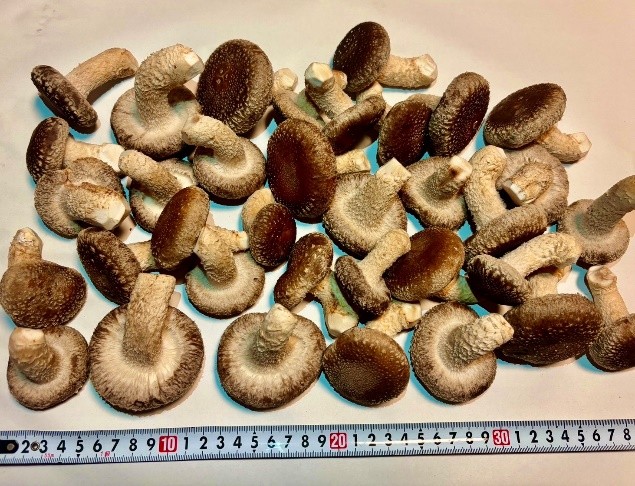 
            川西町産「生椎茸」　肉厚で足太の生椎茸1000グラム入り
          