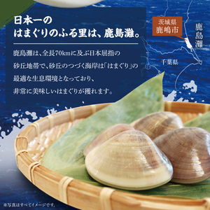 はまぐり 鹿島灘産 18粒以上 【 はまぐり 】