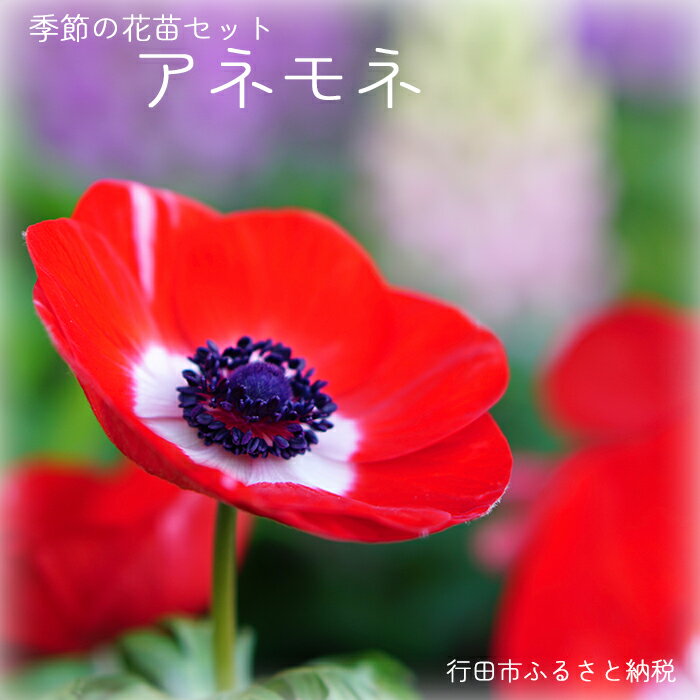 【ふるさと納税】季節の花苗セット　アネモネ ／ お花 ガーデニング 鑑賞 アネモネ 花苗 9ポット 花壇 玄関 鮮やか 季節の花 自宅庭 鉢植え 栽培セット 花色ミックス 管理方法付き プレゼント 園芸用品 観賞用 送料無料 埼玉県 No.019