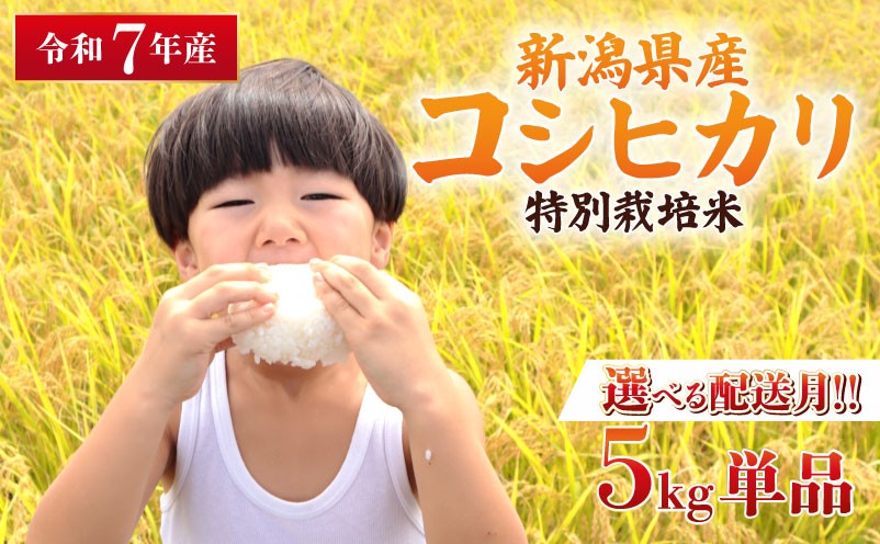 
                  【選べる配送月】令和7年産 特別栽培米 コシヒカリ 5kg 単品 コンテスト 入賞 【 コンテスト 入賞米 米 おこめ お米 ブランド米 ご飯 ごはん オニギリ お弁当 kome 送料無料 数量限定 農家直送 産地直送 国産 川瀬農園 四代目 悠助 新潟 新発田 D71P R7kwsKH 】　
                