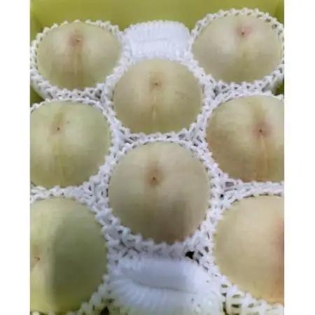 【先行予約】岡山の白桃・約2kg(5～9玉)7月下旬頃から9月上旬頃順次発送予定【配送不可地域：離島】【1742410】
