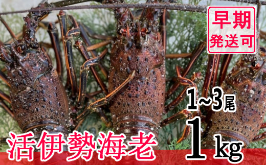 
【漁師直送】活伊勢海老１ｋｇ〈お刺身・お鍋などにおすすめ〉
